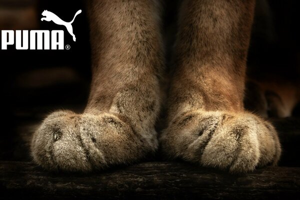 Advertising of the puma brand with animal paws