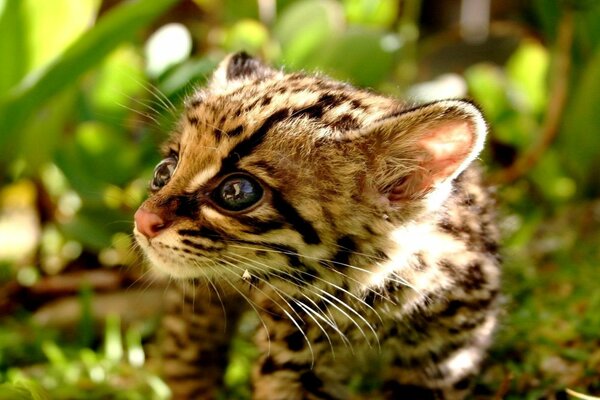 Close-up of a cheetah kitten with beady eyes