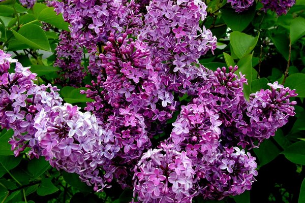 Lilac branches with large clusters of purple color