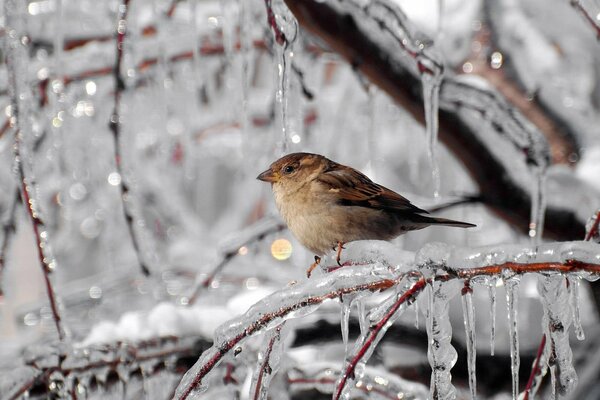 Moineau sur les branches d un arbre glacé avec des glaçons