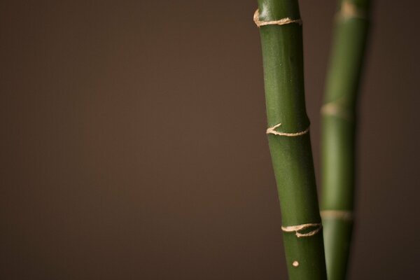 The fern on the minimalistic image of the photo