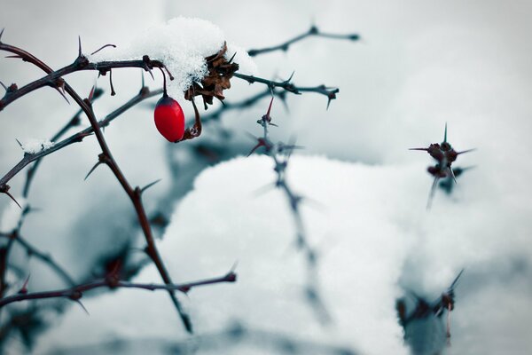 Rosa mosqueta roja en un arbusto de invierno