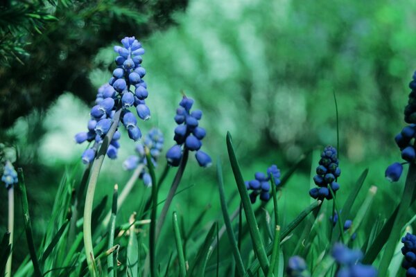 Blue muscari flowers on a blurry green background