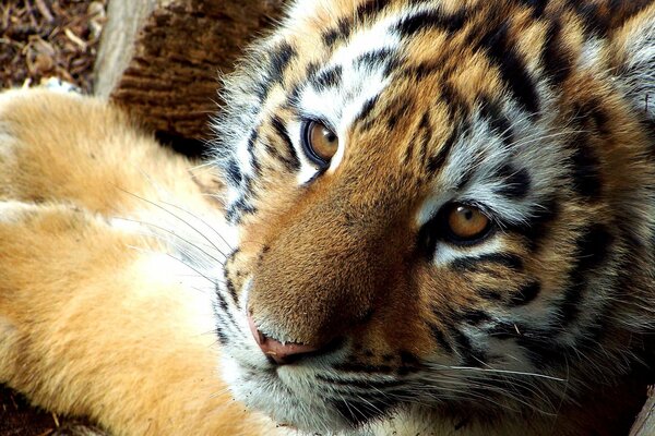 A tiger cub with a beautiful color and kind eyes