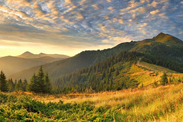 Collines vertes d été du matin