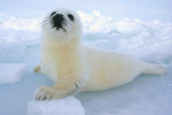 Una piccola foca baffuta bianca mise il piede su un pezzo di ghiaccio