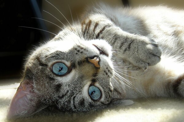 Eine verspielte Katze mit blauen Augen liegt auf dem Teppich