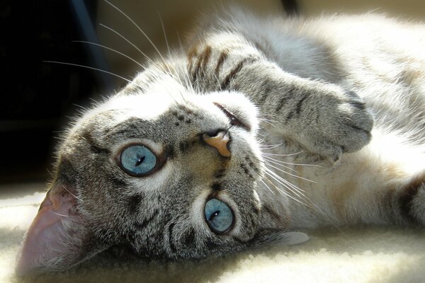 A playful cat with blue eyes lies on the carpet