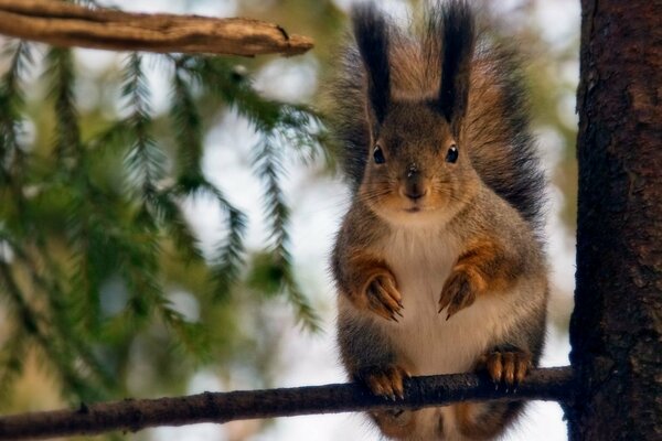 Das flauschige Eichhörnchen hält seine Pfoten an einem Ast fest und beobachtet neugierig, was um sie herum geschieht