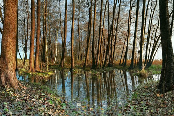 Ein See inmitten hoher, schlanker Bäume