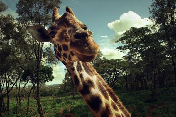 Girafe satisfaite posant avec plaisir sur la caméra