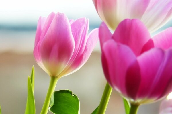 Tulipanes rosados en el fondo borroso de la orilla del mar