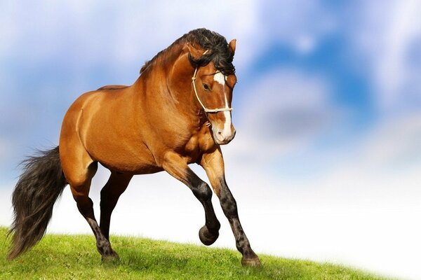 A brown horse gallops across a field on a blue background