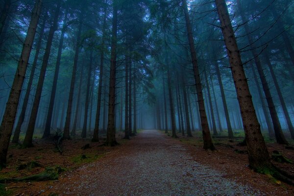 Strada forestale infinita nella foresta nebbiosa