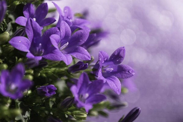 Campane viola con gocce d acqua su sfondo sfocato