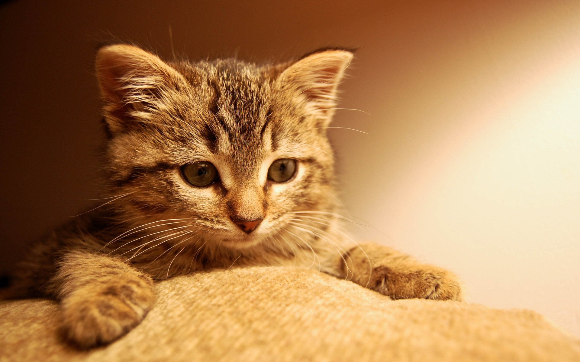 gatto sguardo gattino occhi zampe faccia animali felini