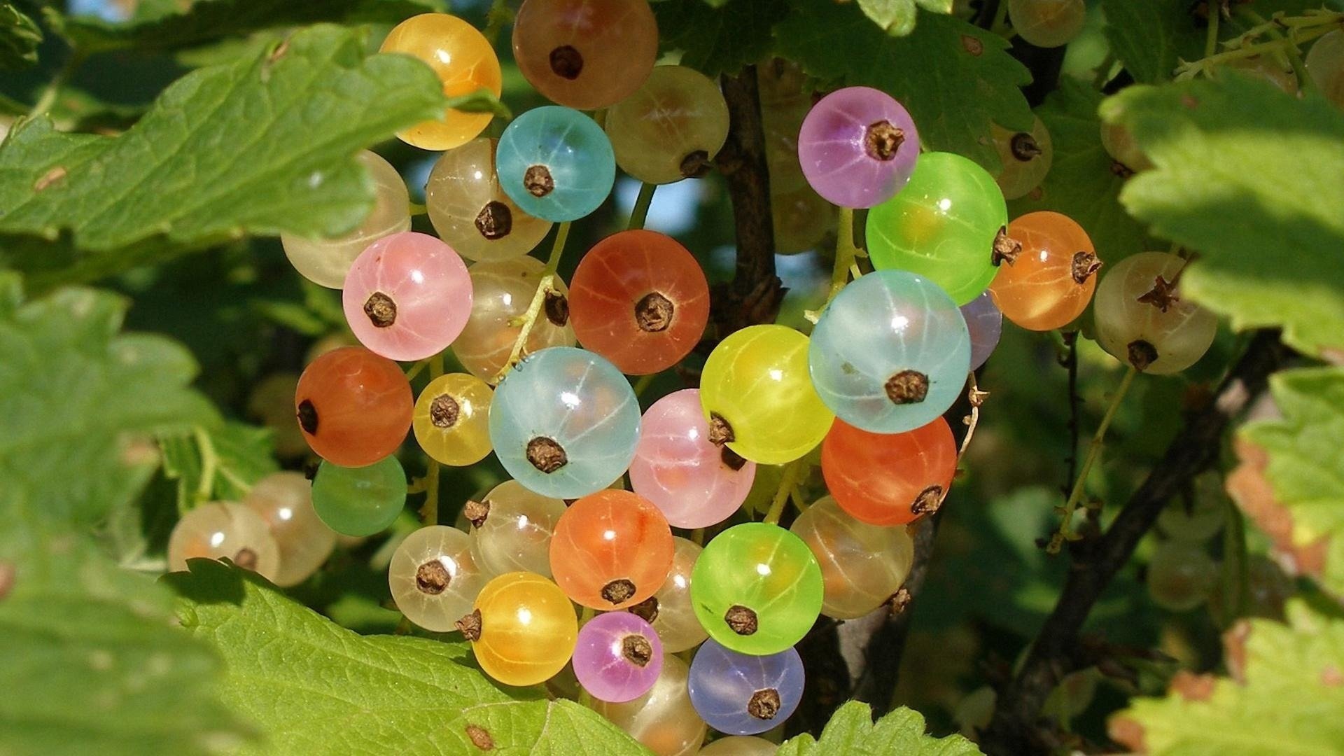 bacche ribes colori arcobaleno verde frutta cespuglio