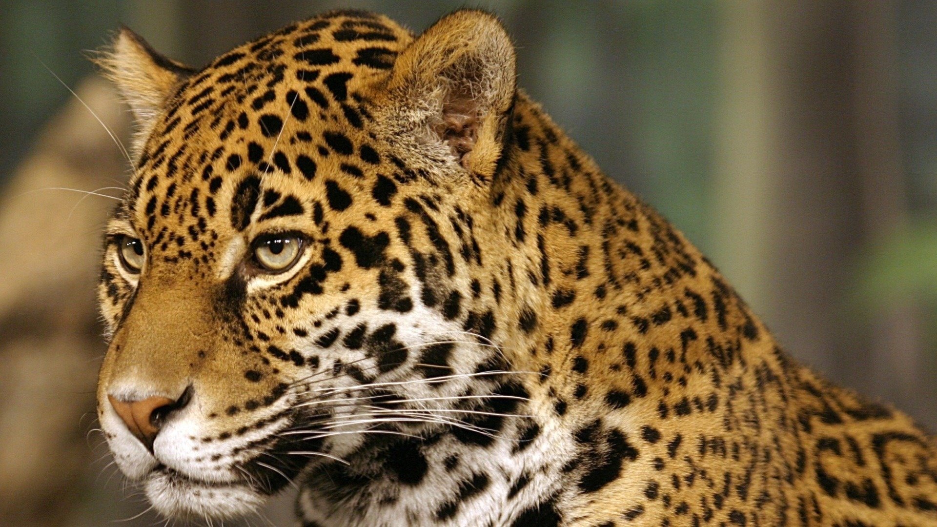 jaguar manchas jaguar gato animales depredadores mirada gato ojos