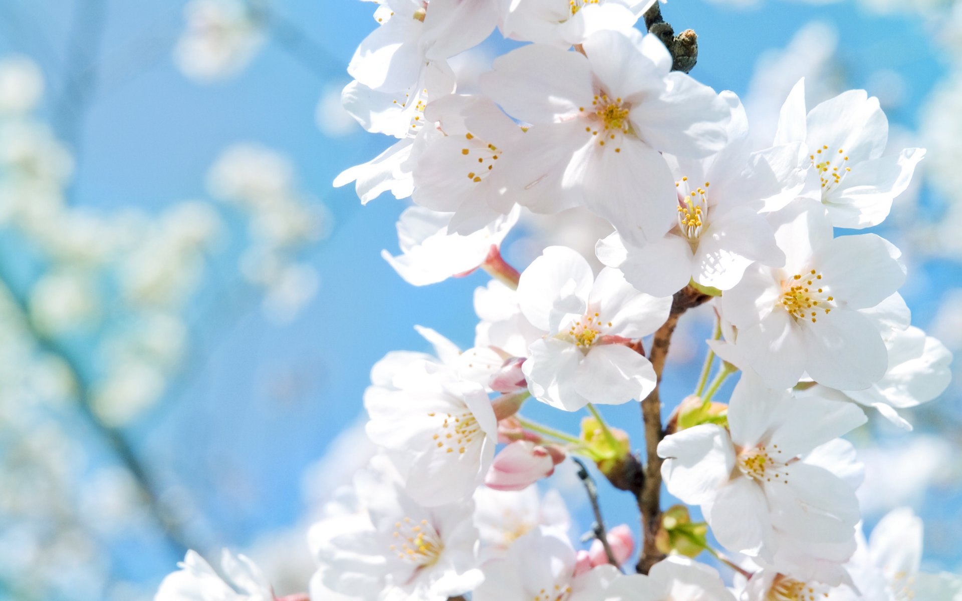 immagini primaverili melo fiori petali calore macro sole primavera