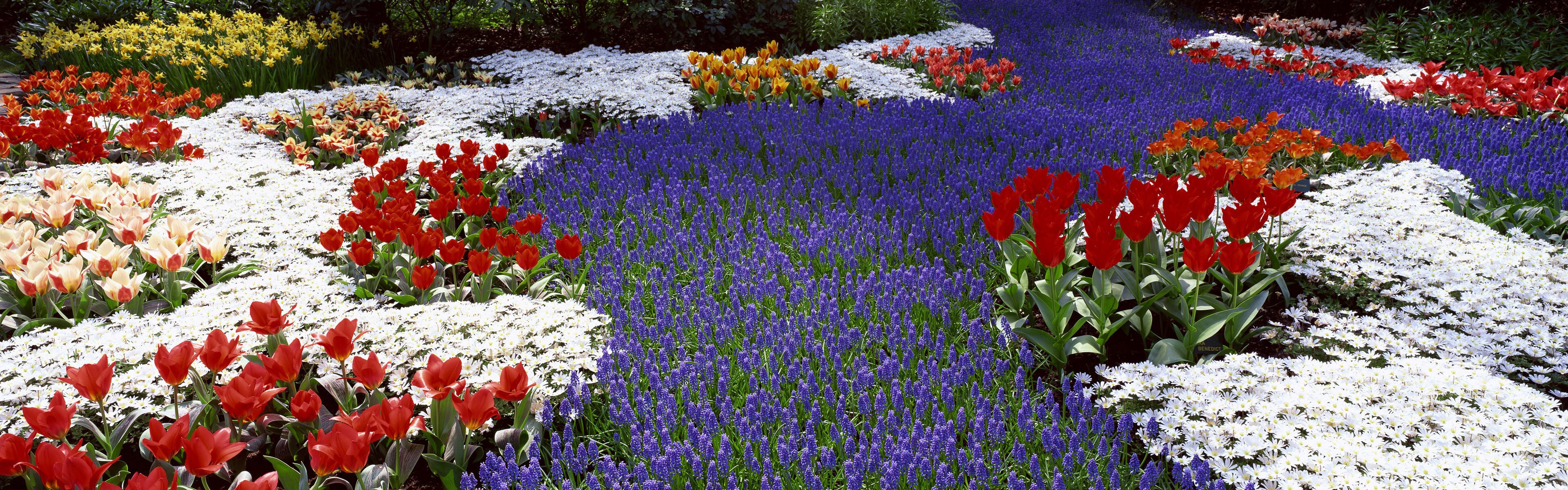 tulipani fiori primavera doppio schermo narcisi campo aiuole