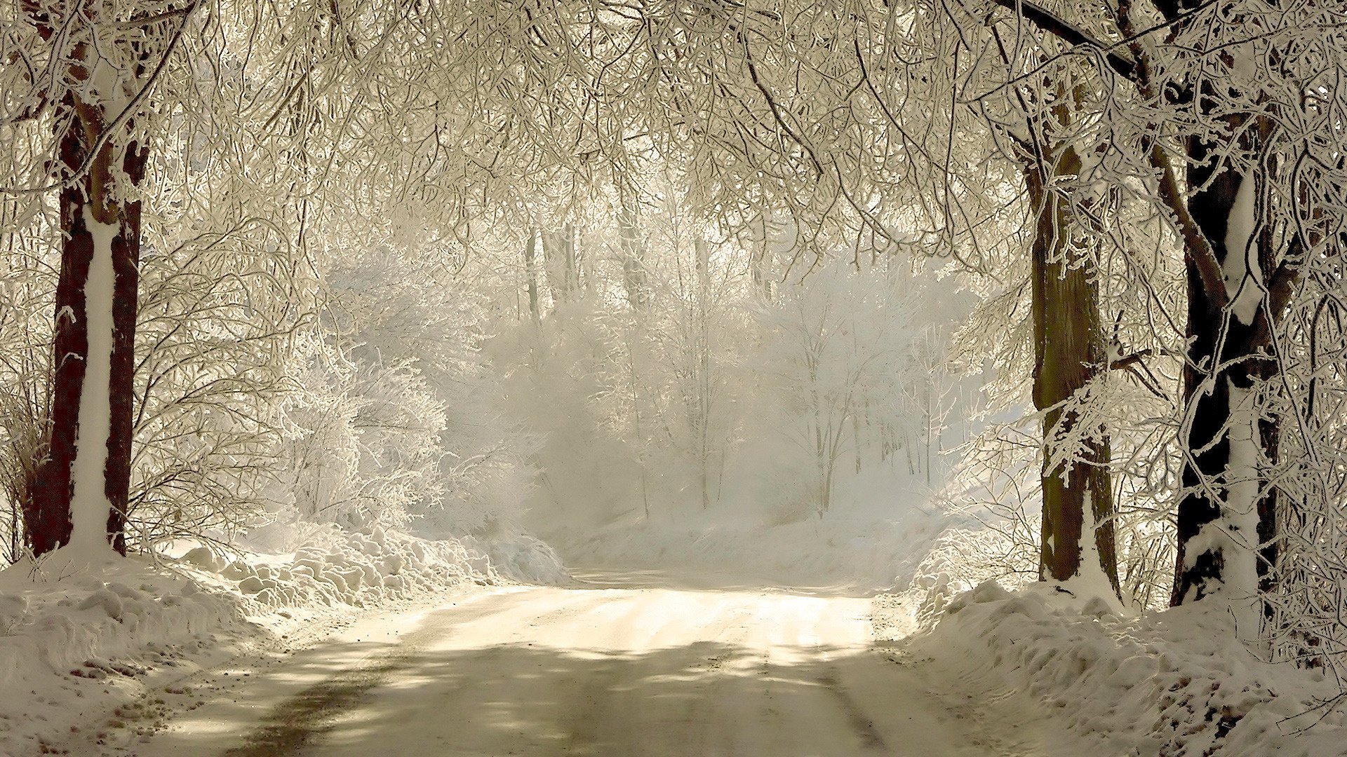 winter nature road snow branches light trees forest shadow the rays of the sun frost cold