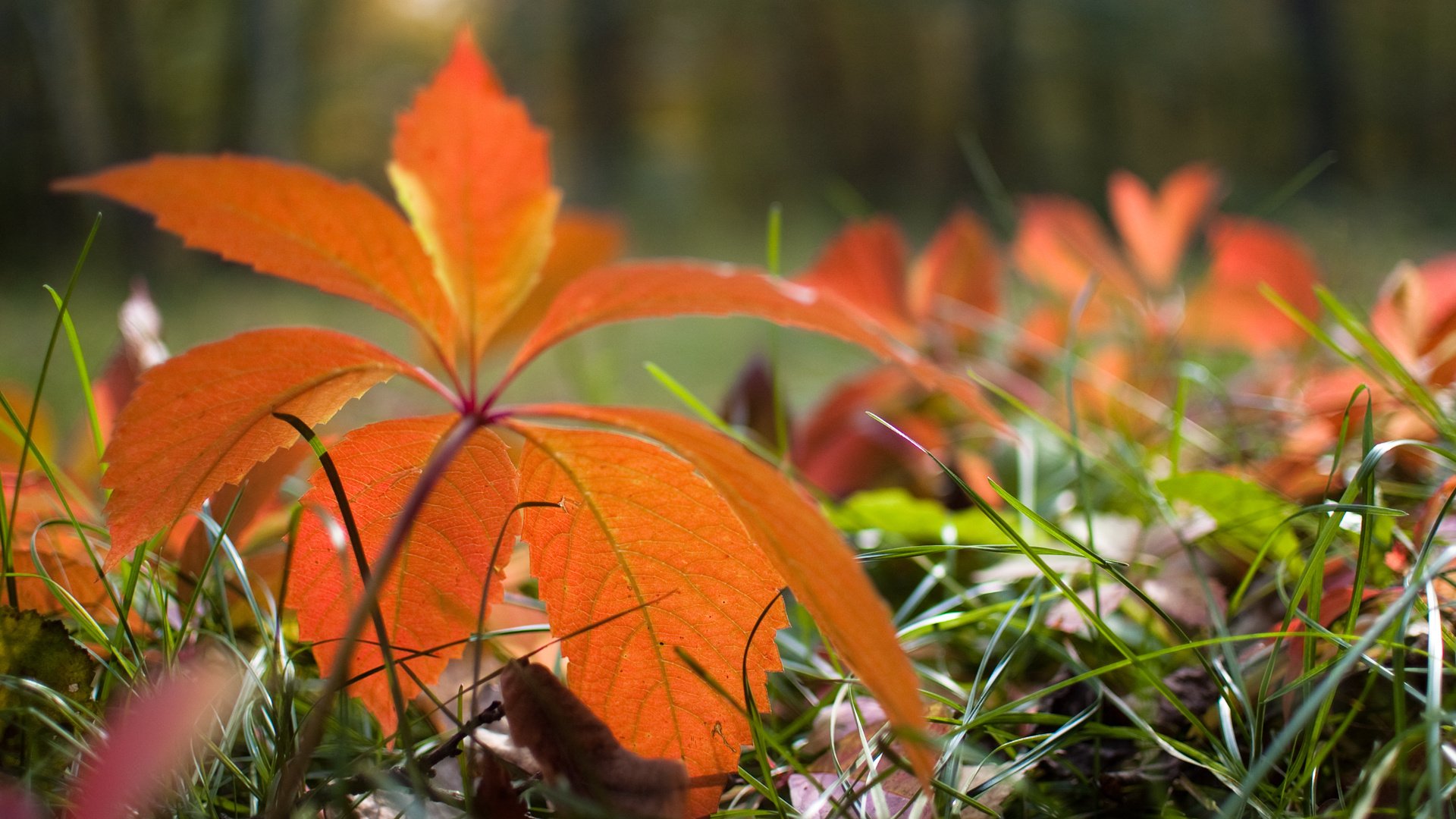 autumn leaves grass nature greens forest plant