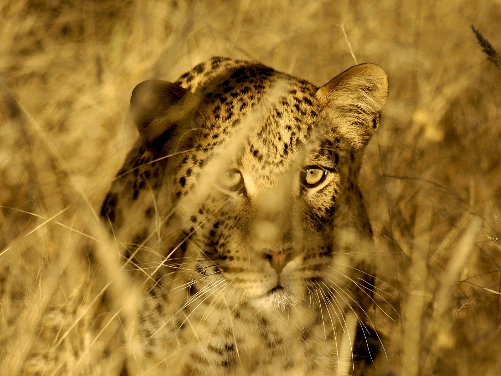 gatto selvatico steli leopardo erba predatore savana animali sguardo occhi di gatto