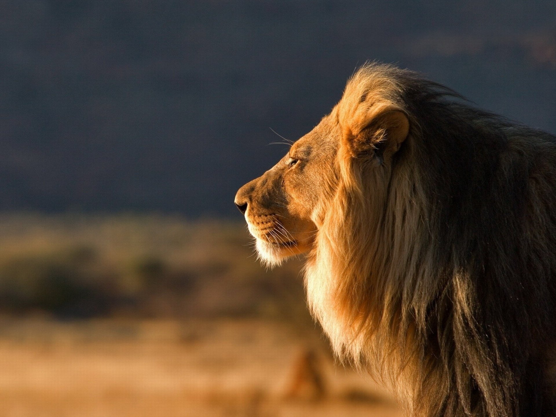 depredador grande macho rey de las bestias león gato salvaje safari melena vista animales felino