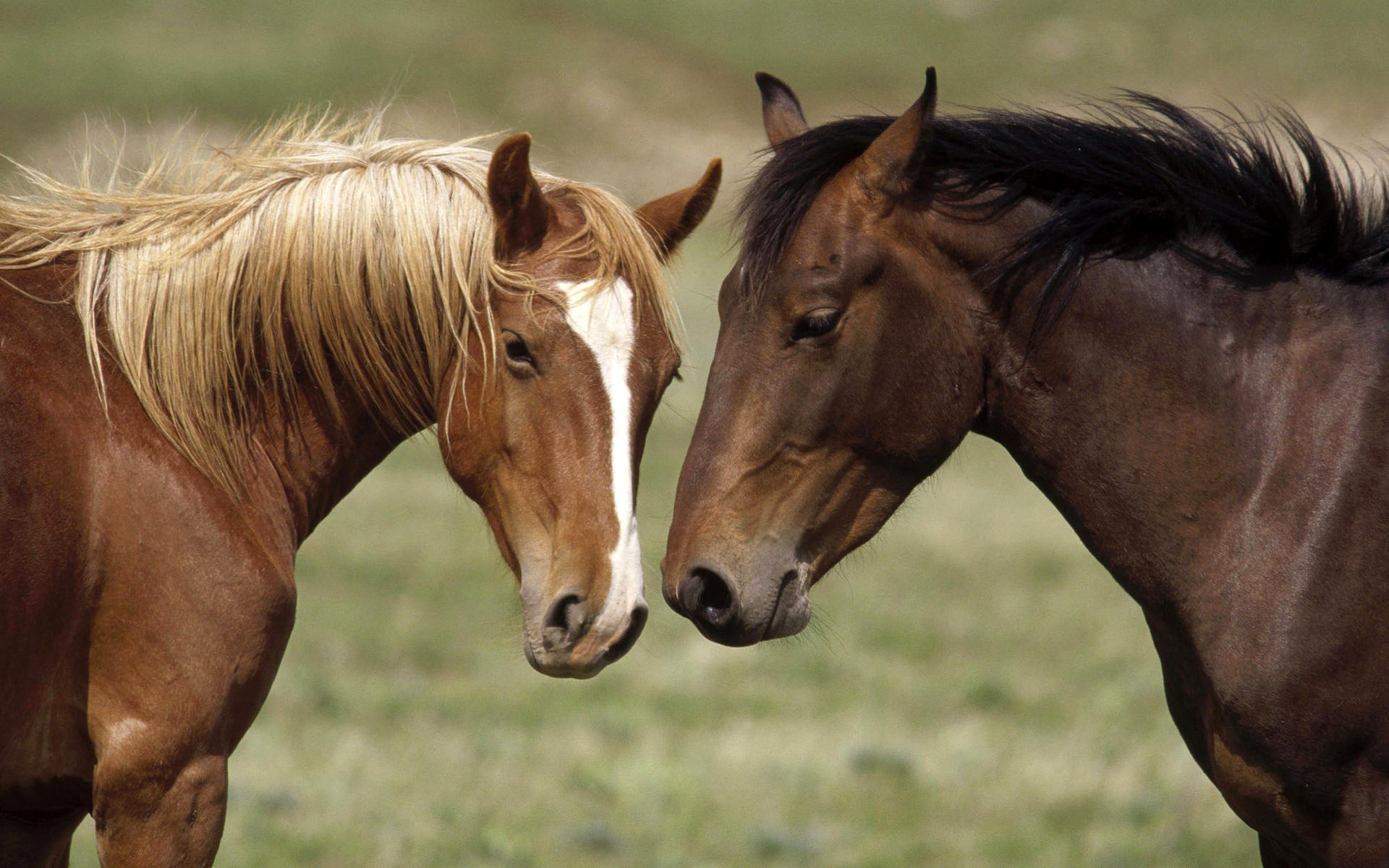 cauro marca caballo igren blanco melena color par mancha traje caballo caballos hocico cabeza ungulados nido