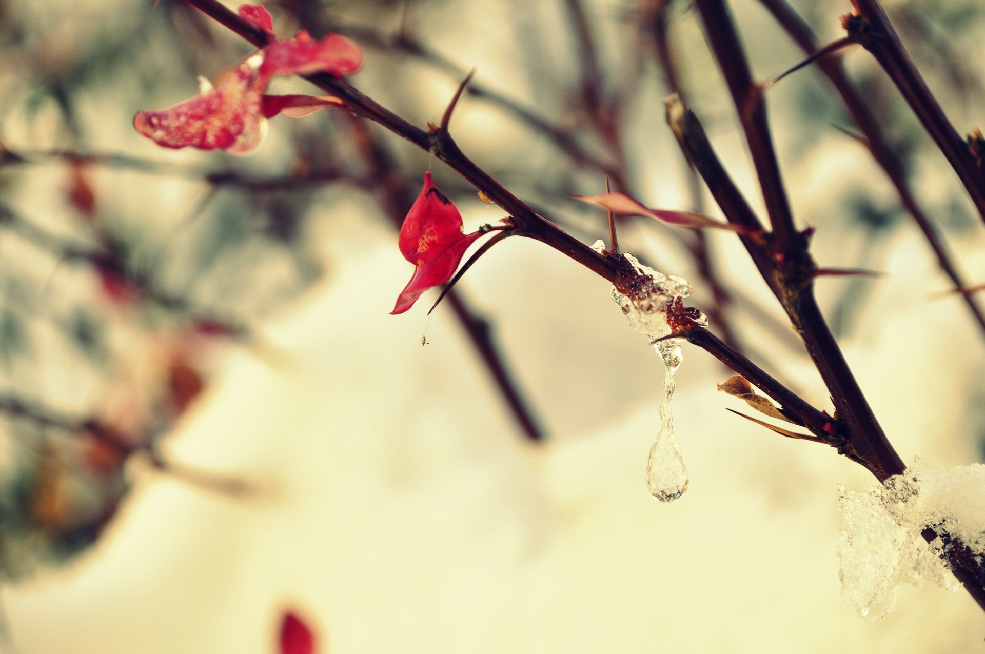 gros plan feuille branche givre buisson glace printemps gouttes arbre neige hiver