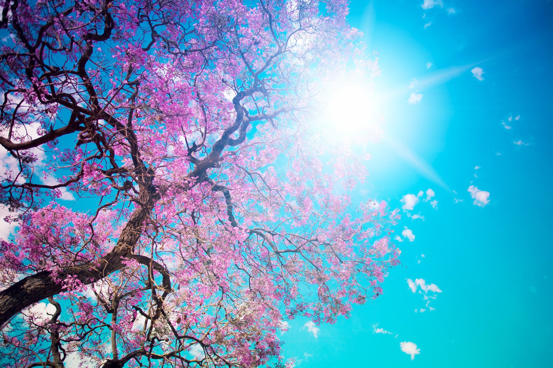 beautiful tree blossom éblouissant bleu pétales ciel beauté soleil floraison rose arbre