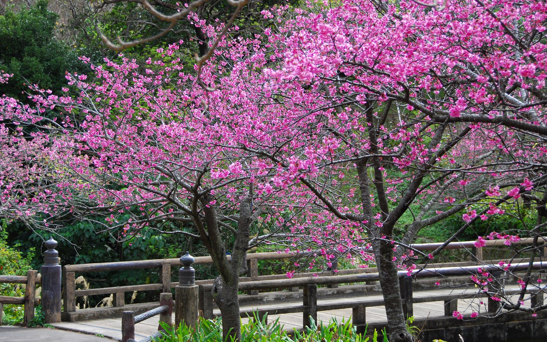 bäume blumen frühling sakura blütenblätter zaun brücke straße berge