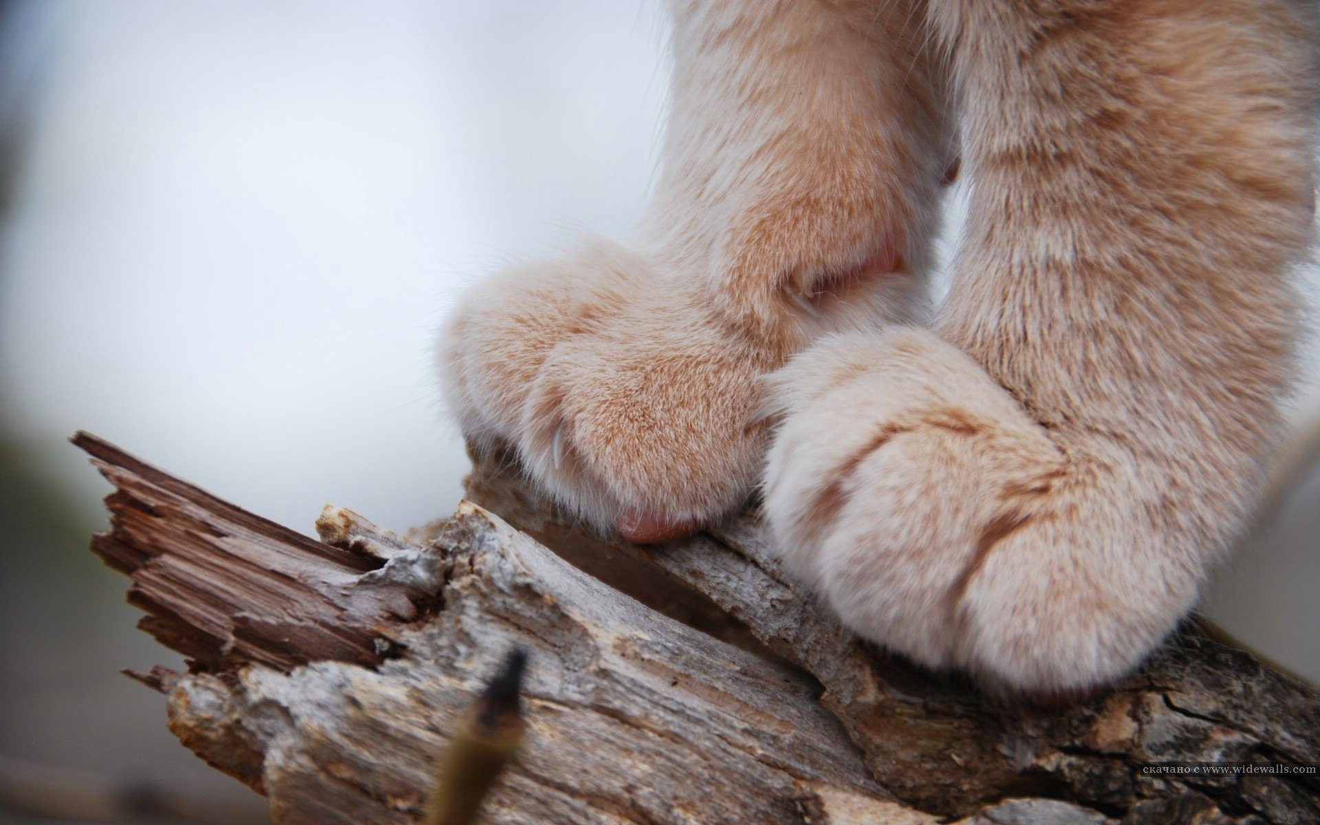 patas peludo árbol animales felino macro