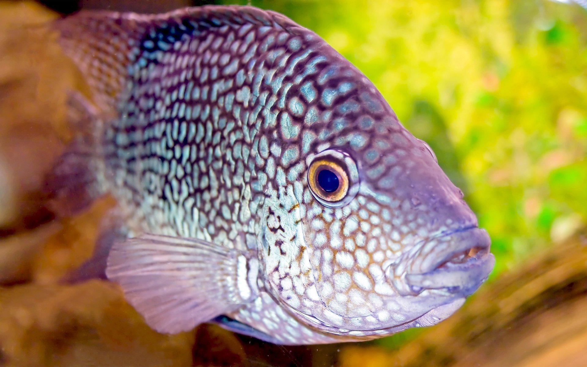 acuario manchas púrpuras peces papel pintado ojos vidrio aletas foto aves acuáticas vista mundo submarino