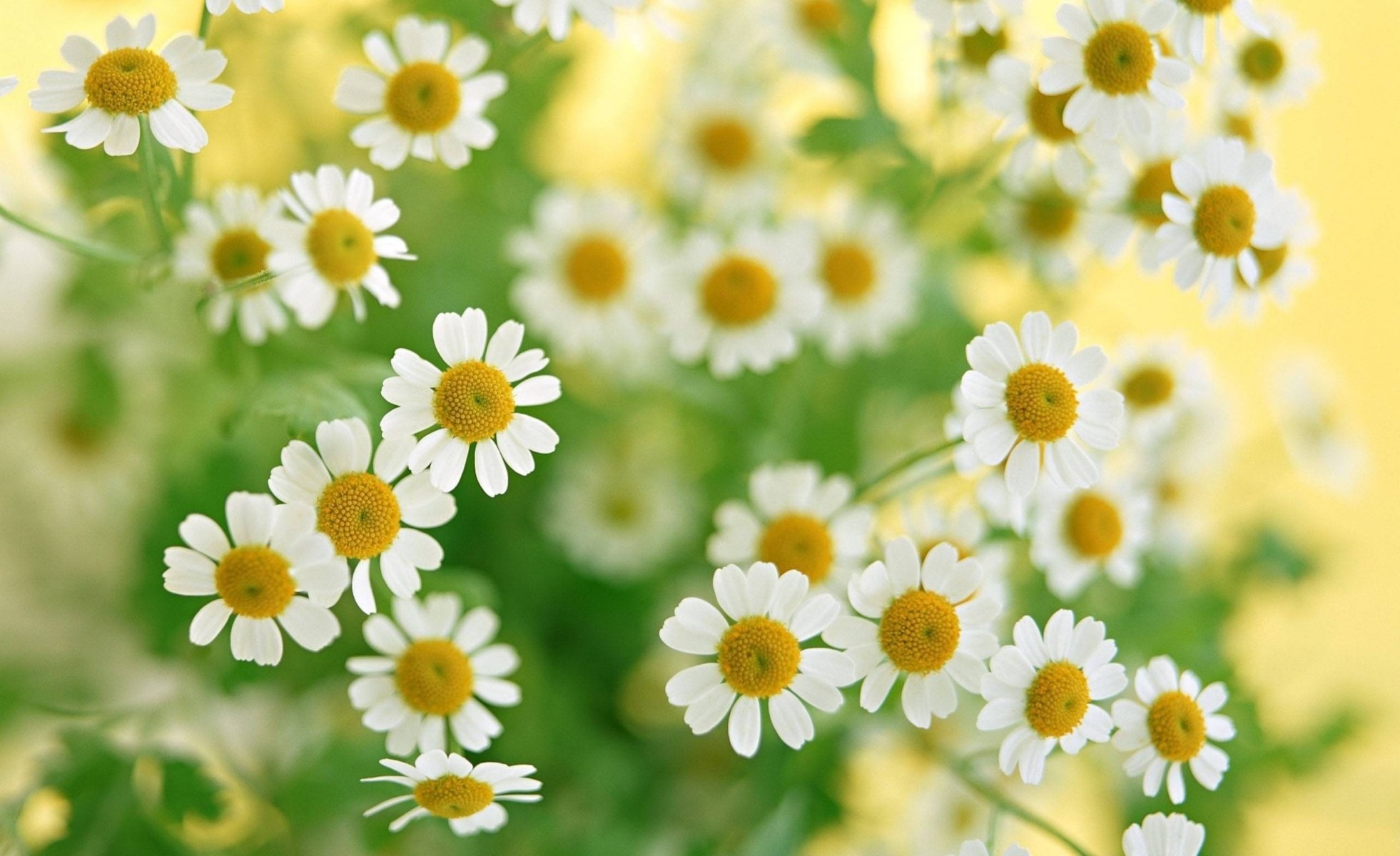 chamomile flowers macro plants bouquet greens white summer