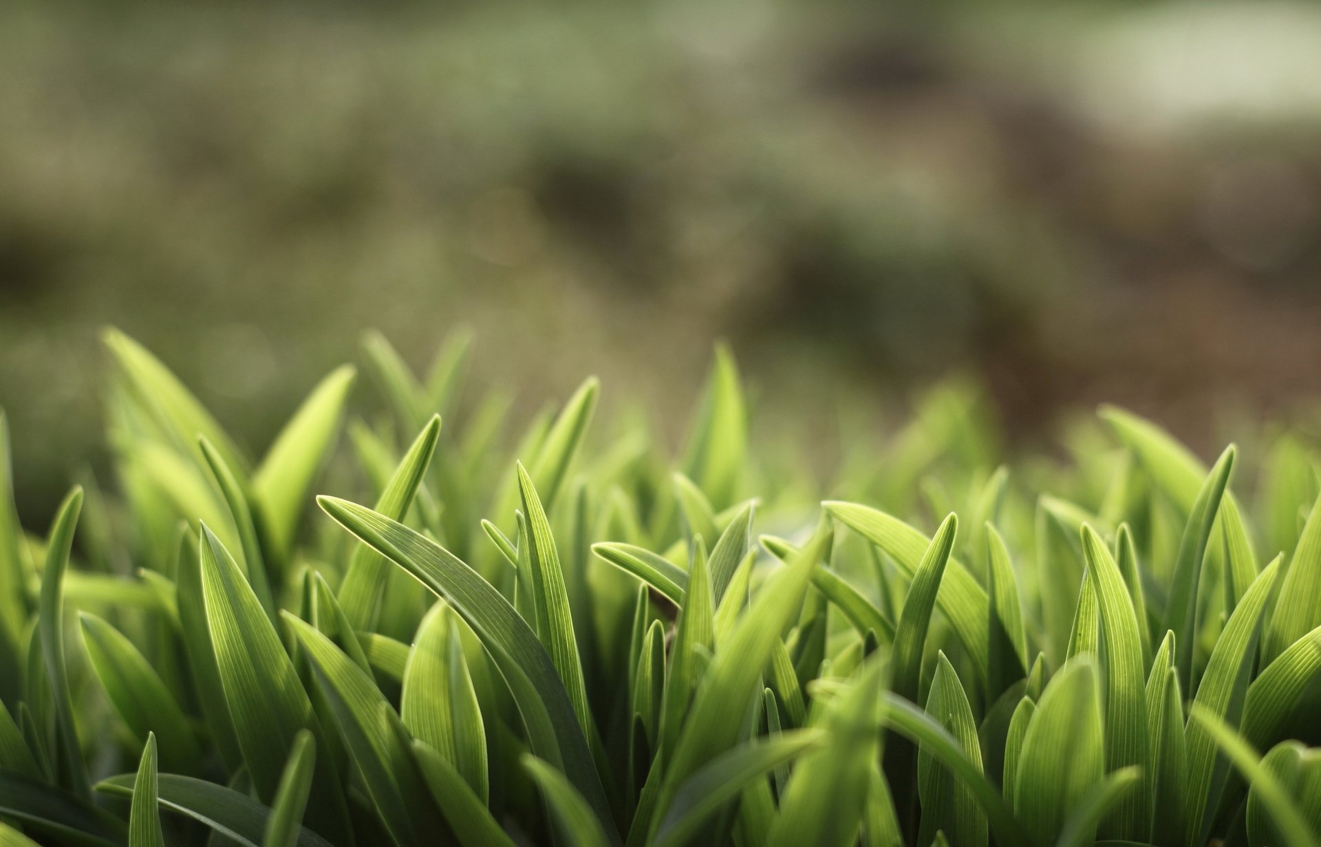 unshine grass verdure herbe plantes été fonds d écran nature