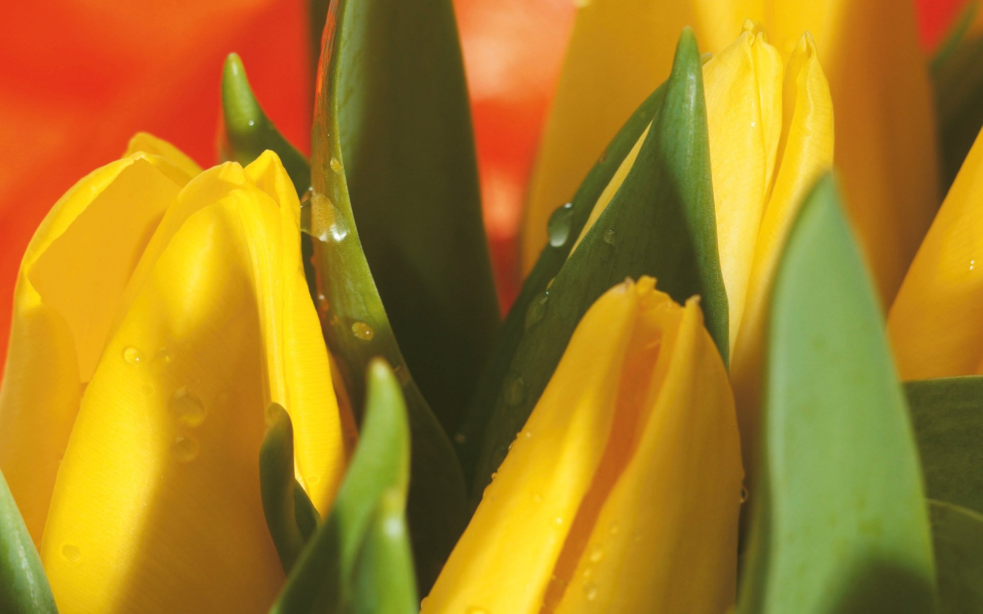 tulipes fleurs printemps jaune gouttes bouquet gros plan