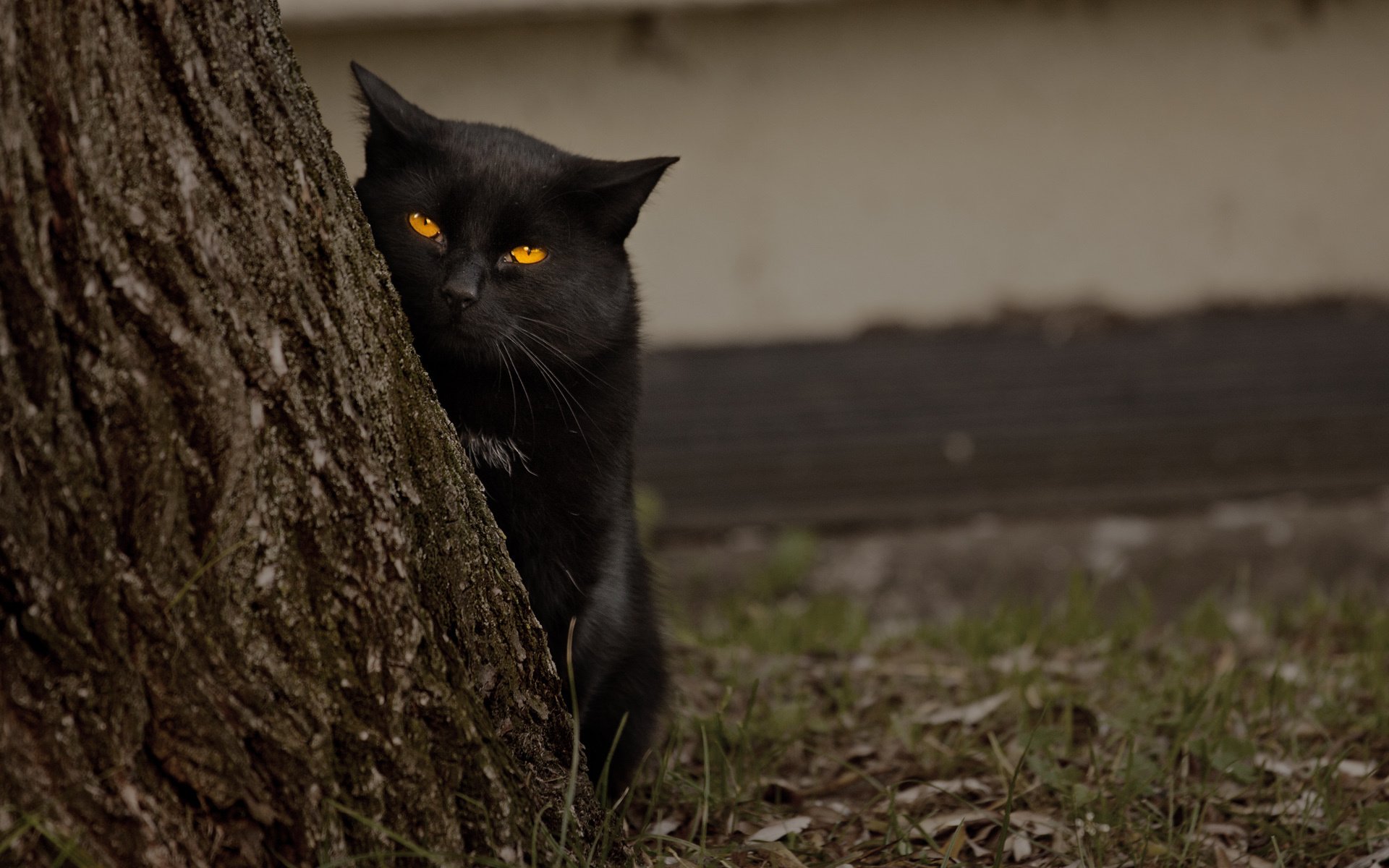 cat eyes tree looks black animals look feline