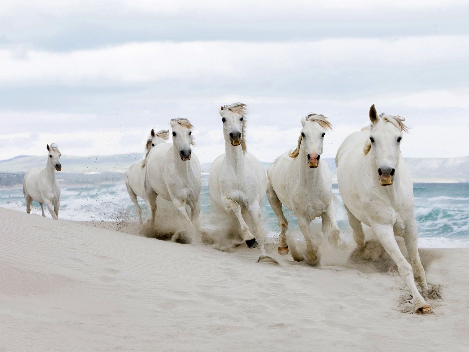 chevaux sable troupeau ongulés côte vagues eau mer vitesse traces chevaux blancs gris clair