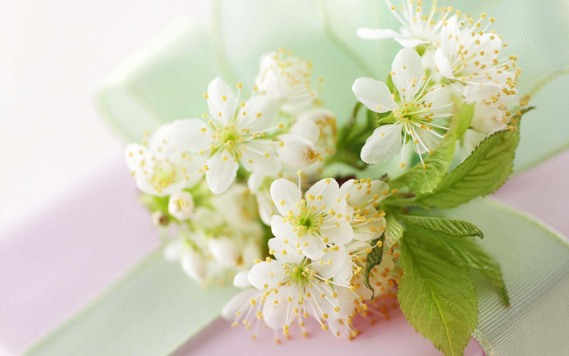 blumen kirsche weiß frühling blüte zweig blätter