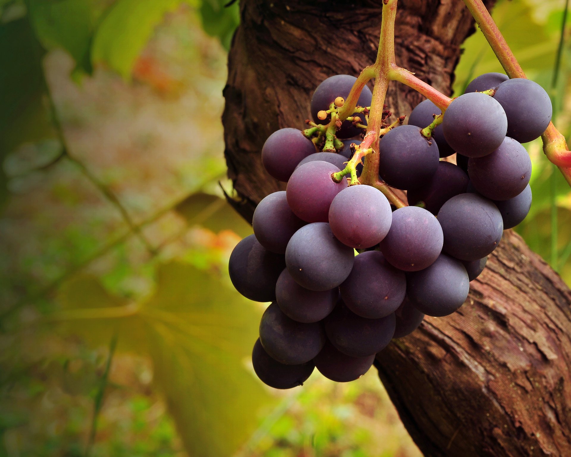 drzewo kiść pędzel winorośl makro grapes winogrono owoc owoc liana