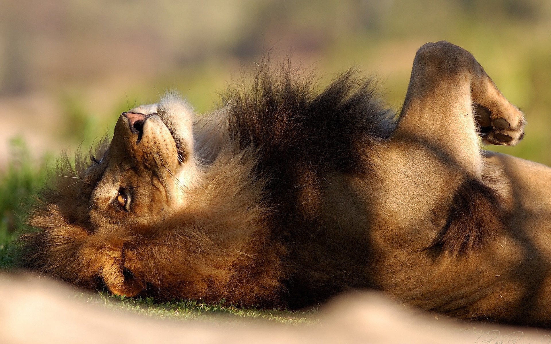 lion détendu crinière couché repos animaux prédateurs félin verdure nature grand chat yeux herbe couché