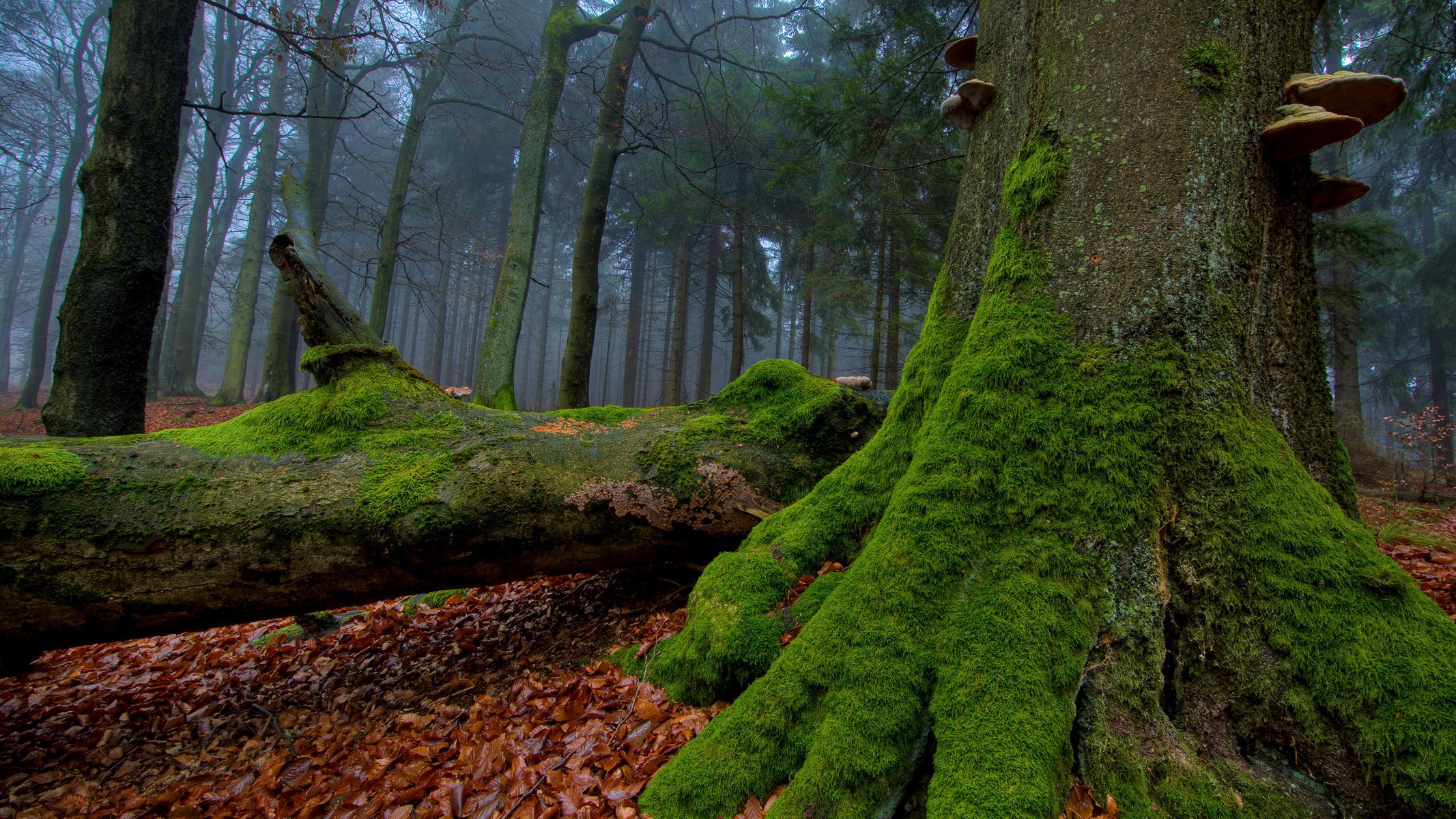 autunno muschio alberi tronchi fogliame funghi foresta verde nebbia foglie