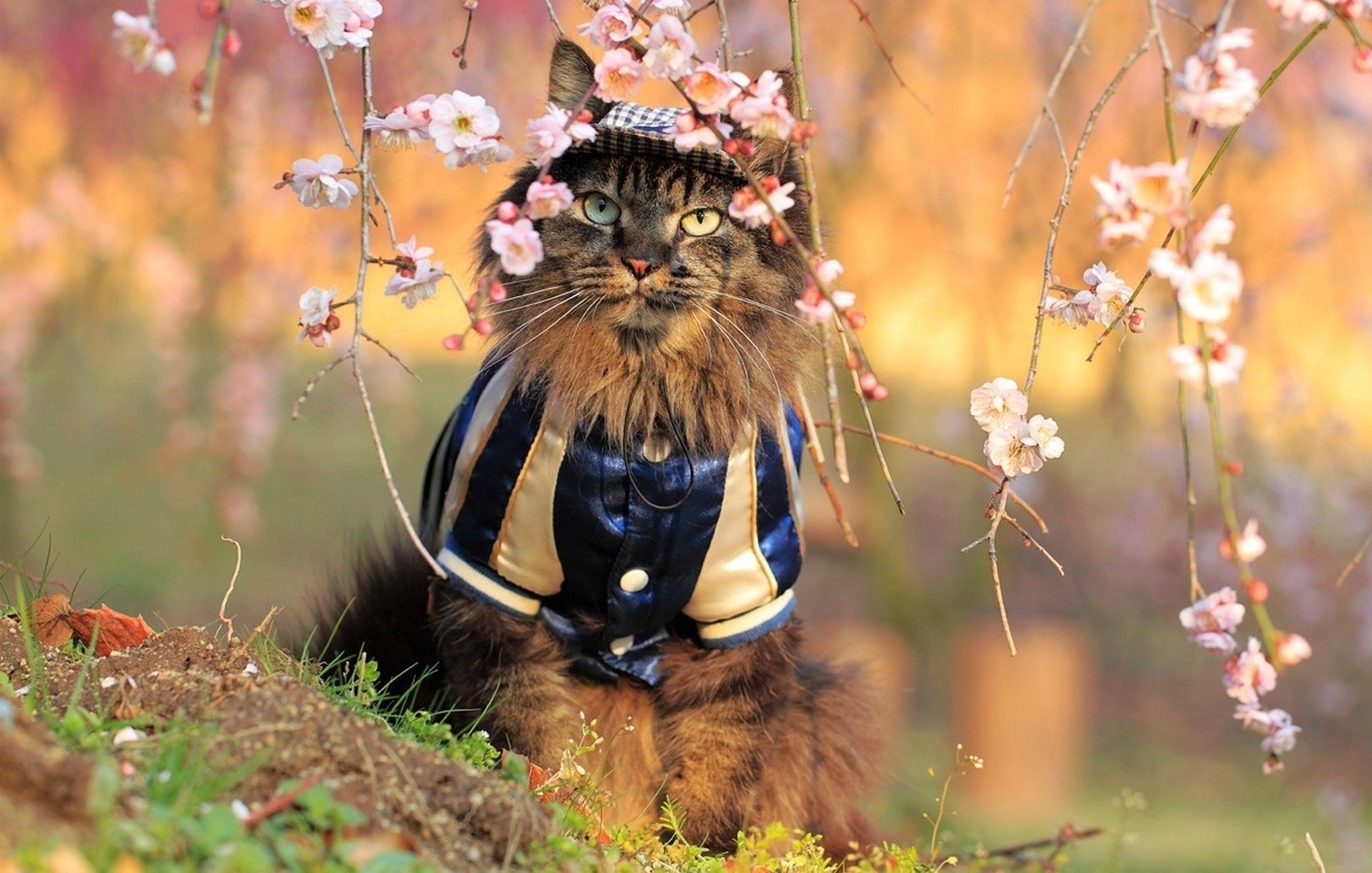 cat flowers sitting costume sakura nature clearing animals look eyes spring feline