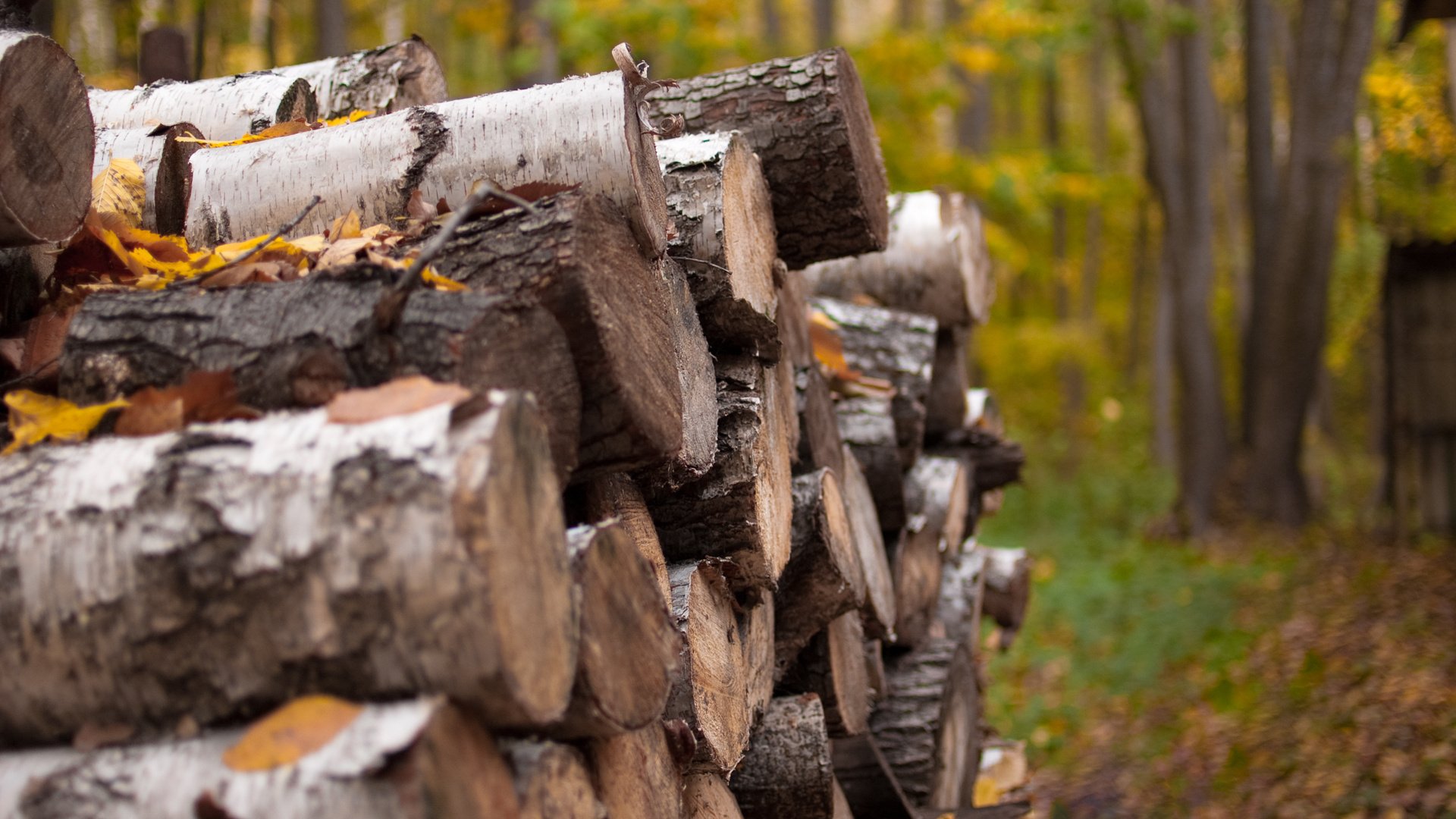 autunno natura legna da ardere villaggio paesaggio foresta