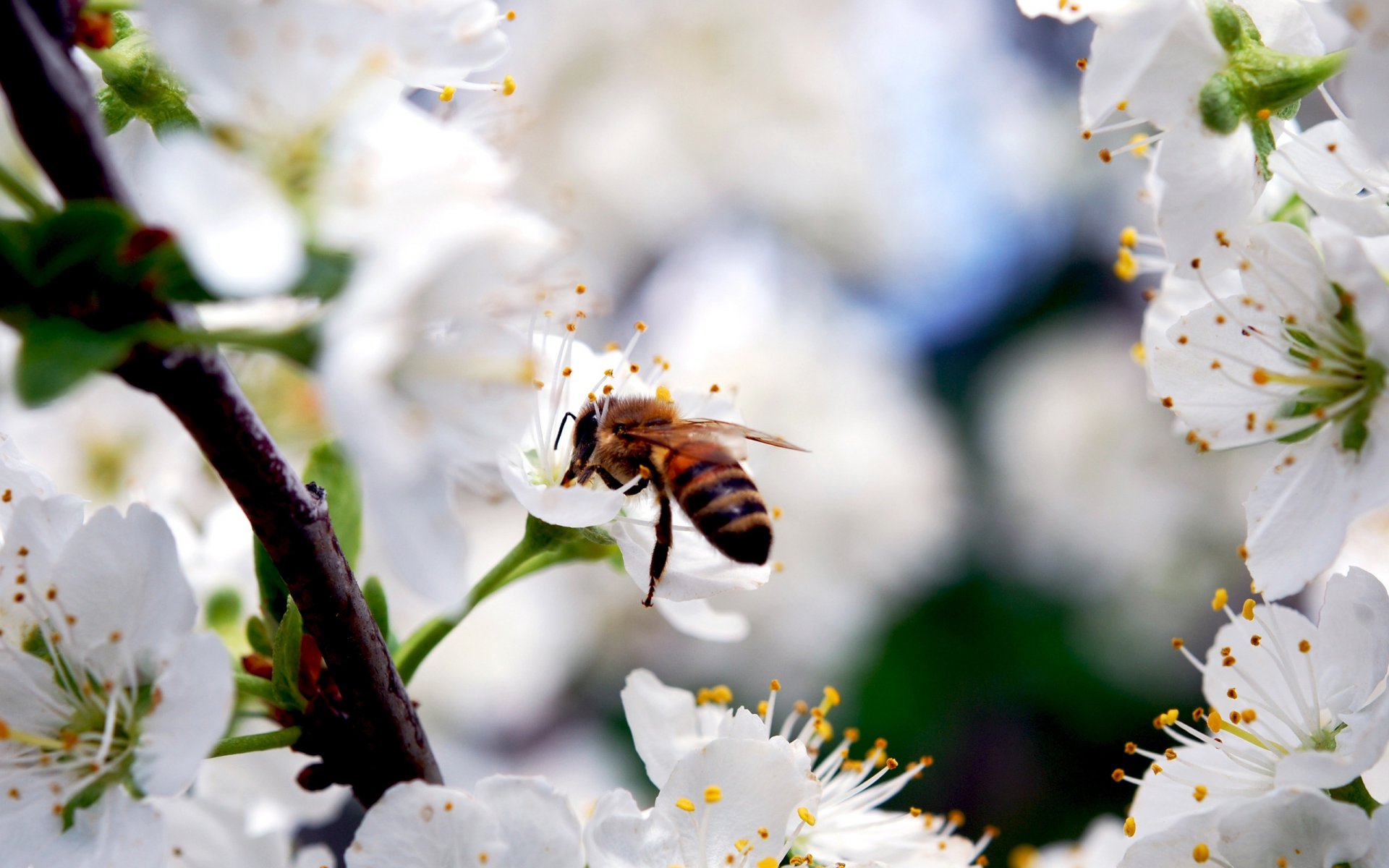 blumen biene kirsche insekt zweig frühling blütenblätter weiß schönheit natur blüte insekten tiere