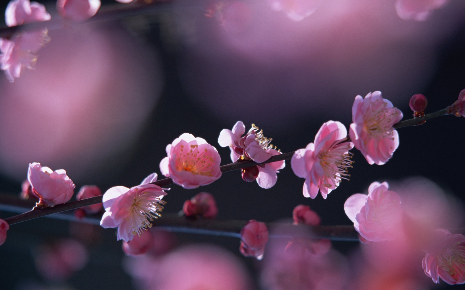 primavera flores saukra sol árbol en flor floración rosa sakura