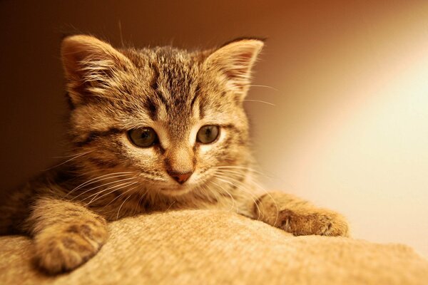 Chaton avec de beaux yeux et des pattes douces