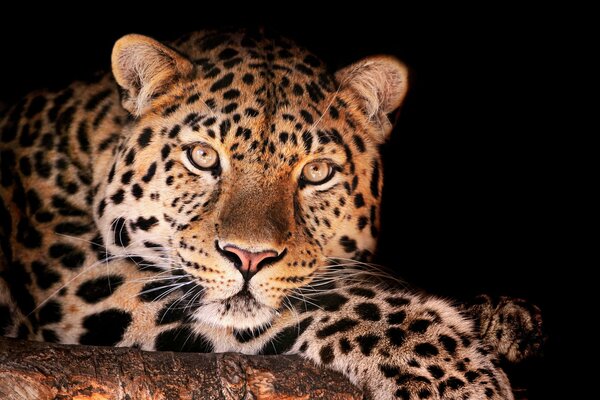 Leopardo con hermosos ojos y mirada depredadora