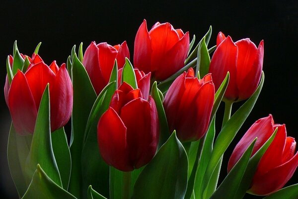 Majestic bouquet of scarlet tulips